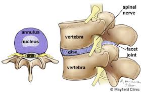spinal segment