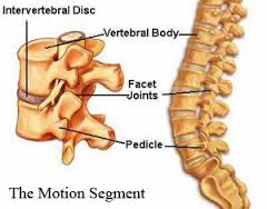 vertebral segment